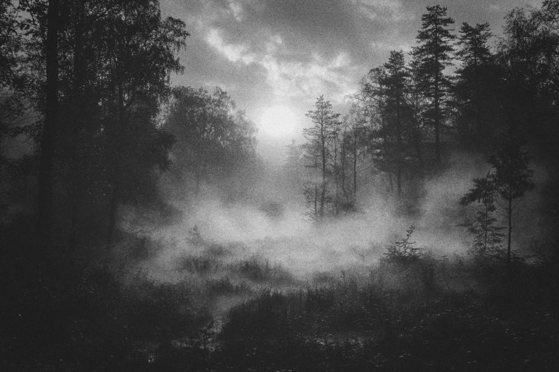 Waldlichtung mit Bodennebel und Mond